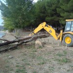 Retirada arbolado seco y caido (5)